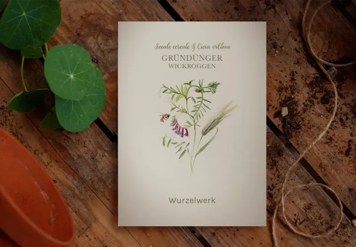 Eine botanische Illustration zeigt eine Biene, die eine lila Blüte der Wicke umkreist, neben einem Grashalm. Der Titel "Gründünger Wickroggen" deutet auf die Verwendung als Bodendecker hin.