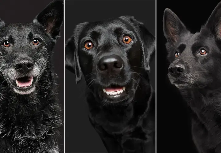 Tres perros negros, cada uno con una expresión única, como si soñar con perro negro fuera una realidad.
