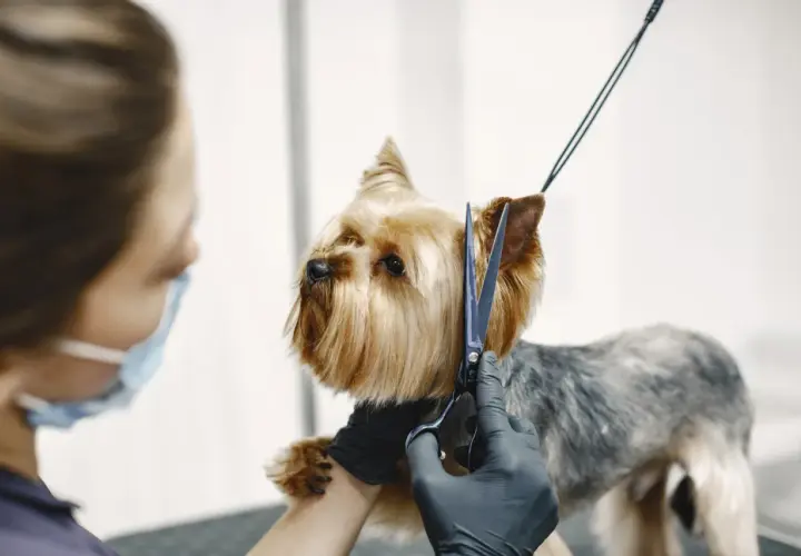 Kto to groomer? To osoba, która pielęgnuje sierść psa. Tutaj groomer strzyże uroczego yorka.