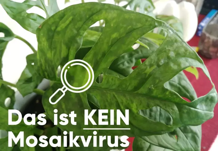 Grüne Monstera-Blätter mit Flecken, die nicht auf einen Mosaikvirus hindeuten. Eine Lupe symbolisiert die Untersuchung.