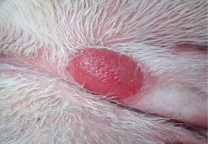 Czerwona, błyszcząca zmiana skórna u psa, widoczna na białej sierści. To może być mastocytoma.