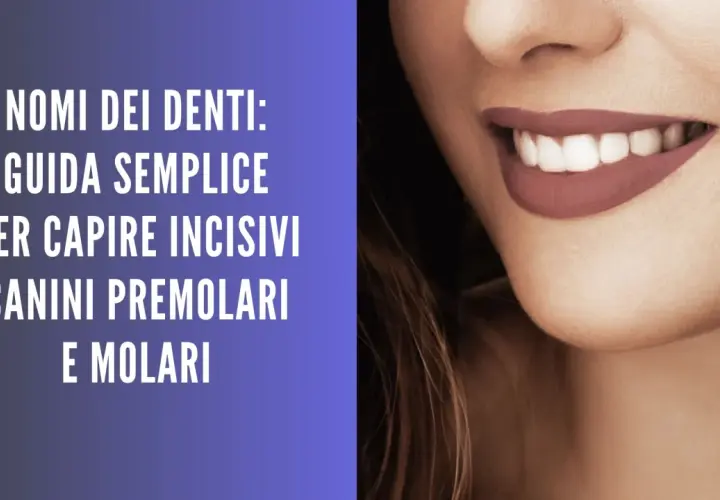 Guida ai nomi dei denti: incisivi, canini, premolari e molari. Un sorriso smagliante con denti perfetti.