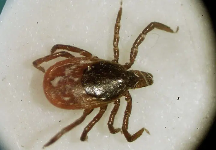 En närbild av en fästing, en av många insekter i Sverige. Den har åtta ben och en mörkbrun kropp med ljusare fläckar.