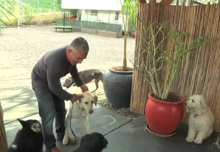 Filmy o labradorze, które poruszają serca i zmieniają życie