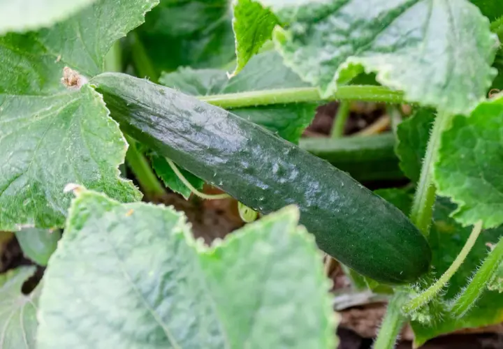 Un cetriolo verde e rugoso cresce tra le foglie rigogliose. Una guida visiva su come coltivare i cetrioli.