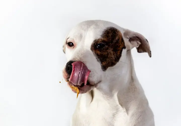 Mi cachorro se come su caca, con la lengua afuera y un poco de comida pegada.