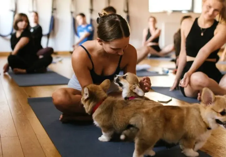 Uczestnicy zajęć **joga z pieskami** na matach, w tym młoda kobieta bawiąca się z dwoma szczeniakami corgi.