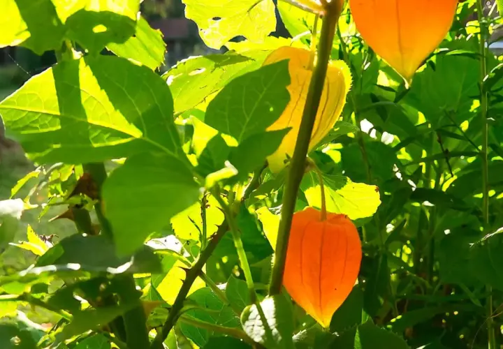 Sonniger **Physalis-Standort** mit leuchtend orangen Lampions und grünen Blättern. Ein Spinnennetz glänzt im Licht.