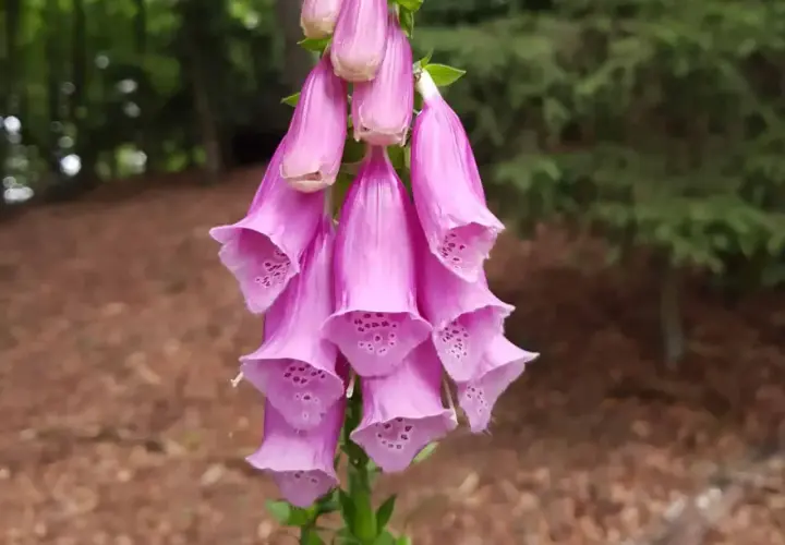 Ein Bündel rosa Fingerhut-Glockenblumen, die im Wald wachsen. Achtung: Fingerhut ist giftig!