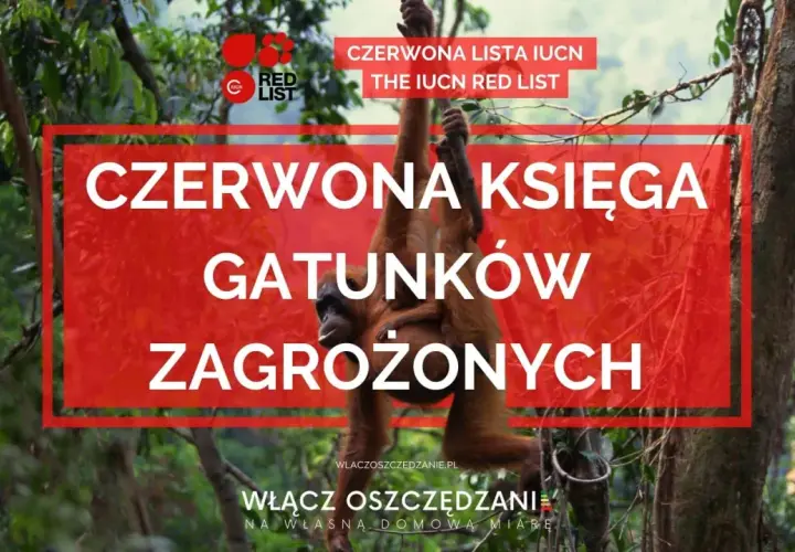 Orangutan z dzieckiem wisi na drzewie, symbolizując gatunki z **czerwonej księgi gatunków zagrożonych**.