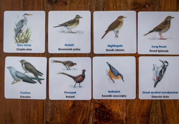 Karty z ptakami: Grey heron, Skylark, Nightingale, Song thrush, Cuckoo, Pheasant, Nuthatch, Great spotted woodpecker.