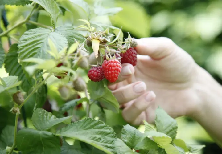 Hand pflückt reife, rote Himbeeren. Die Frage "wann sind Himbeeren reif?" beantwortet sich hier von selbst: Sie sind es, wenn sie leuchtend rot sind und sich leicht vom Zweig lösen lassen.