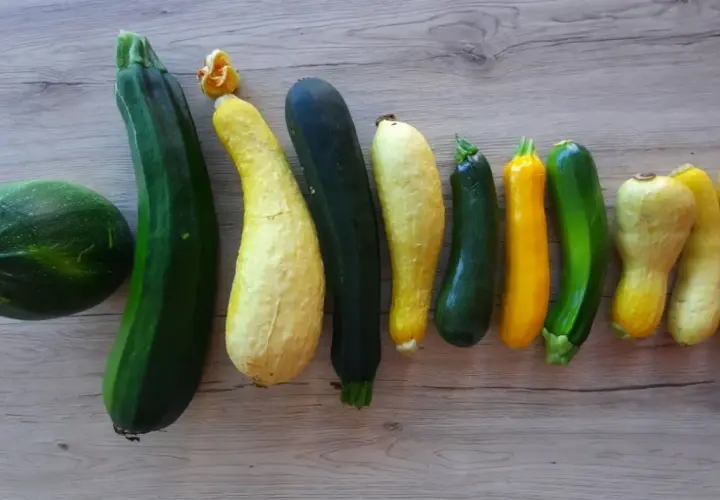 Une variété de courgettes vertes et jaunes, certaines rondes, d'autres allongées, alignées sur une surface en bois.