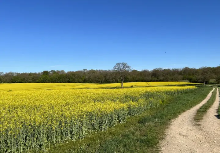 Vaste étendue de champs de colza en fleurs sous un ciel bleu éclatant. Un chemin de terre serpente à travers l'herbe verte, menant vers l'horizon.