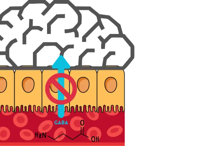 Gehirn über Darmzellen. GABA-Synthese wird durch ein rotes Verbotsschild blockiert, das den Aufwärtspfeil durchdringt.