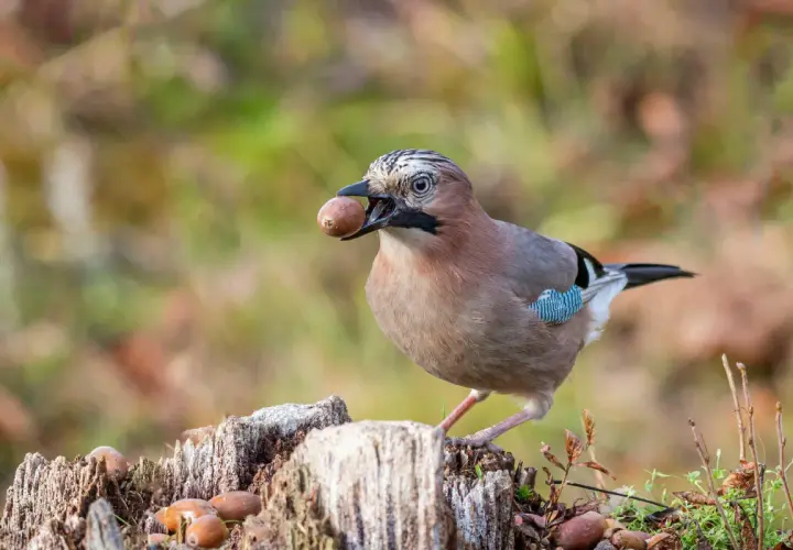 Eichelhäher mit Eichel im Schnabel, bereit zum Verstecken. Ein Vogel, der weiß, wer frisst Eicheln.