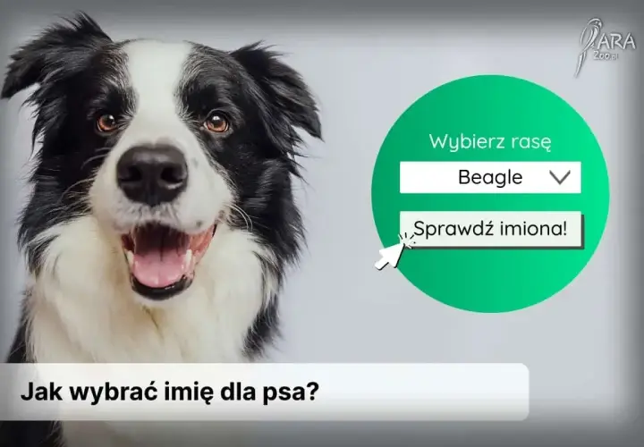 Uroczy border collie zachęca do wyboru rasy i sprawdzenia imion na literę H.