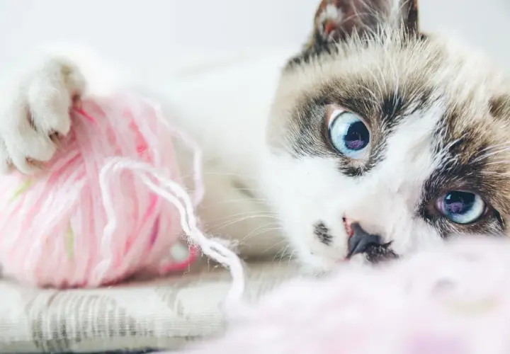 Gato con ojos azules juega con una bola de pelo rosa.