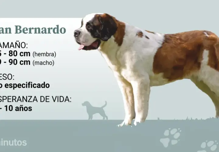 Un majestuoso San Bernardo, con su pelaje blanco y marrón, se muestra junto a datos sobre su tamaño y esperanza de vida.