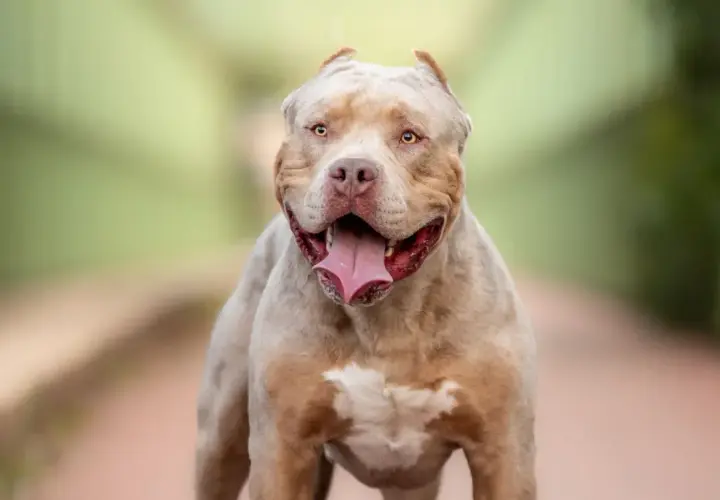 Potężny american xl bully z otwartym pyskiem i wystawionym językiem, patrzący wprost na widza.