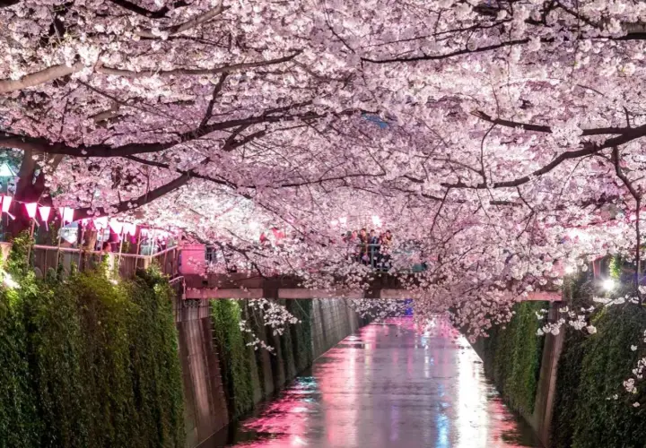Kwiaty wiśni nad kanałem w Japonii, ozdobione latarniami, z ludźmi na moście.