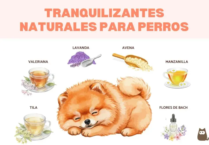 Un cachorro duerme plácidamente rodeado de ingredientes para un tranquilizante para perros casero: lavanda, avena, valeriana, manzanilla, tila y Flores de Bach.