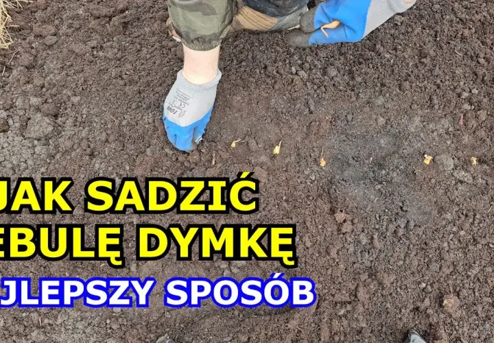 Jak sadzić cebulę dymkę do gruntu: 5 prostych kroków dla sukcesu