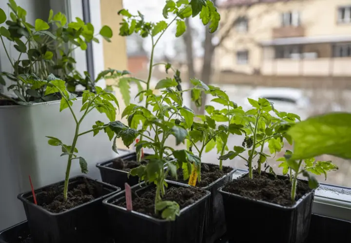Små tomatplantor i svarta krukor på en fönsterbräda. De får näring och vatten underifrån för att trivas.