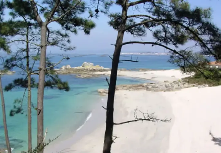 Árboles en primer plano enmarcan unas idílicas playas de Galicia con aguas turquesas y arena blanca.