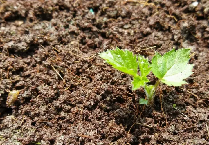 Ein junger Brombeer-Setzling wächst aus dunkler Erde. So beginnt die Vermehrung von Brombeeren.