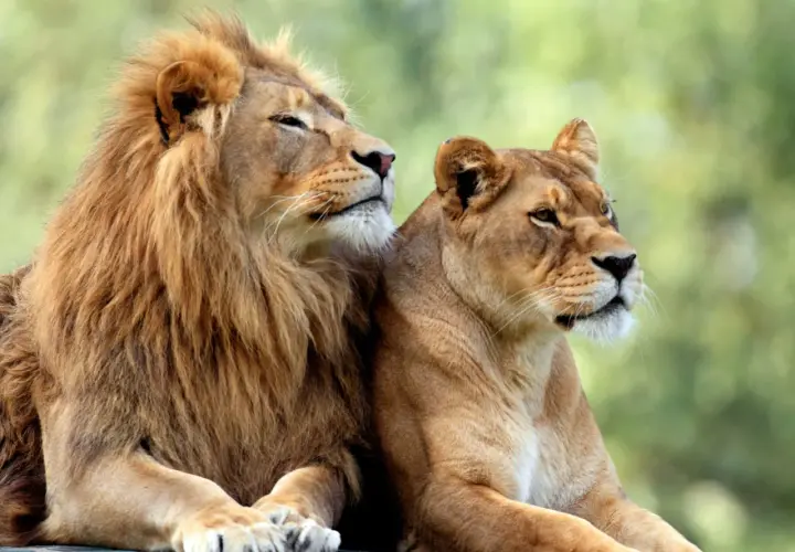 Un león y una leona descansan juntos, como si soñaran con leones salvajes. Sus miradas se pierden en el horizonte, transmitiendo serenidad y fuerza.