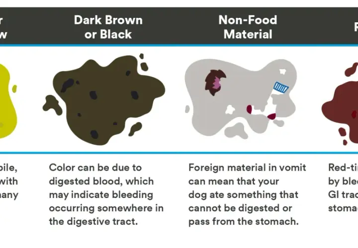 Chart showing dog vomit colors: yellow (bile), dark brown (digested blood), gray (non-food material), and red (bleeding).