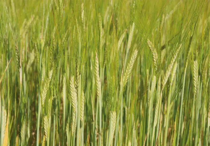 Champ d'orge verte, les épis de cet orge 2 rangs ou 6 rangs se balancent doucement au soleil.