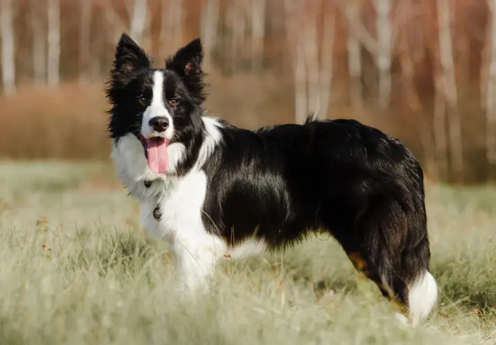 Border collie ile żyje średnio 10-17 lat. Ten piękny piesek z pewnością cieszy się życiem na łonie natury.