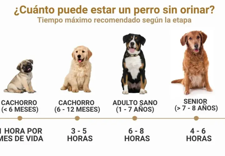 Un cachorro de 4 meses puede aguantar 1 hora por mes de vida. La imagen muestra perros de distintas edades y cuánto tiempo pueden estar sin orinar.