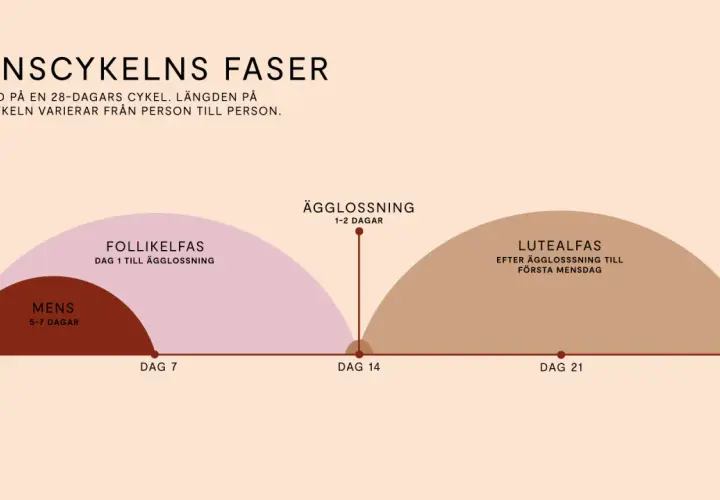 Illustration av menscykelns faser: mens, follikelfas, ägglossning och lutealfas.