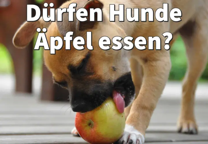 Ein neugieriger Hund probiert einen roten und gelben Apfel.