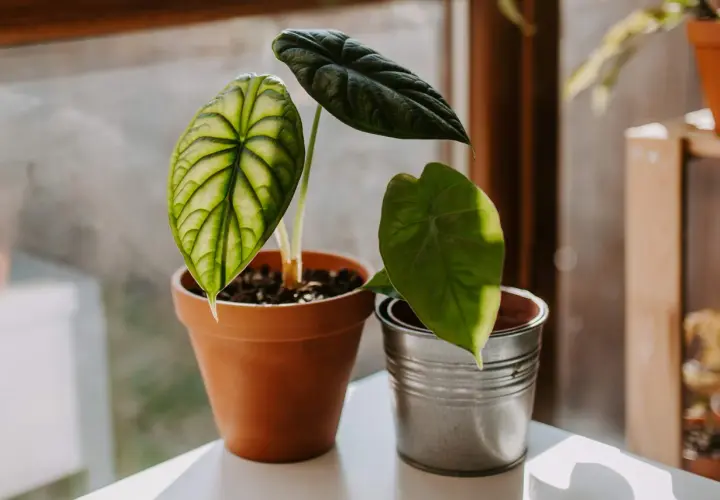 Alocasia Frydek Variegata z liściem o zielono-białym wzorze, obok ciemnozielona alokazja.