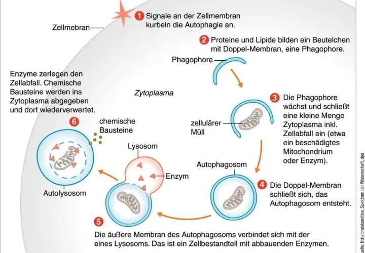 Schema der Autophagie: Zellulärer Müll wird in Vesikel verpackt und von Lysosomen abgebaut. Dies ist wichtig für die Zellgesundheit und die Autophagie der Haut.