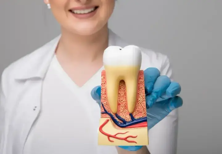 Dentysta prezentuje model zęba, pokazując jego budowę. To może być klucz do znalezienia leku na ruszające się zęby.