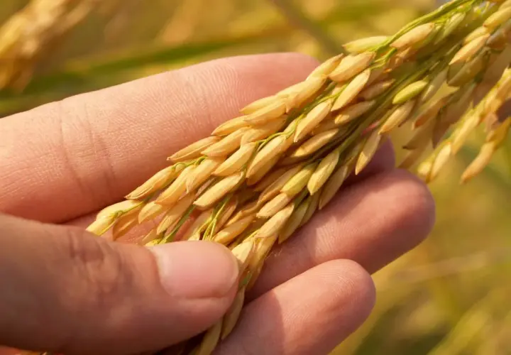 Czy jęczmień ma gluten? Rozwiewamy wątpliwości + zamienniki