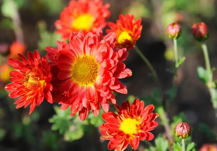 Leuchtend rote Chrysanthemen blühen im Herbst. Diese winterhart Chrysanthemen Arten trotzen der Kälte und bringen Farbe in den Garten.