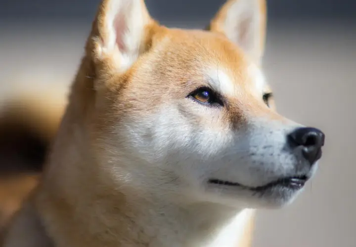 Un Shiba Inu con mirada penetrante, un ejemplo de perros de moda que cautivan con su estilo natural y elegancia.