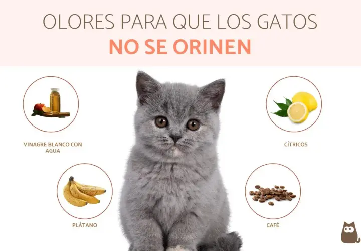 Un gatito gris mira a la cámara rodeado de círculos con vinagre, plátano, cítricos y café. Estos son olores que odian los gatos y ayudan a que no se orinen.