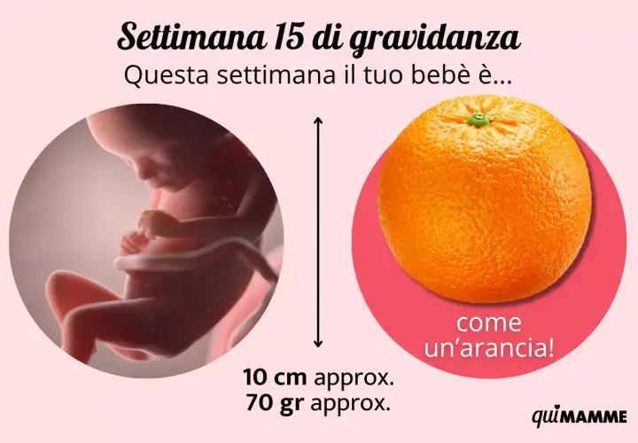 Fetus at 15 weeks gestation next to an orange, indicating size comparison.