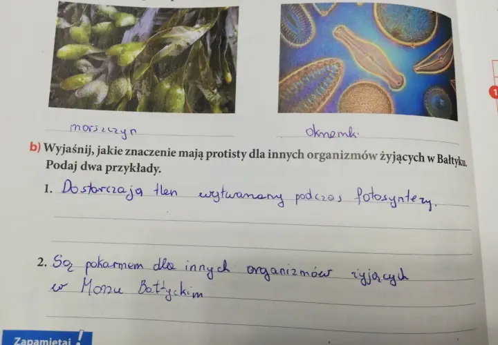 Jakie znaczenie mają protisty dla życia w Bałtyku i jego organizmów?