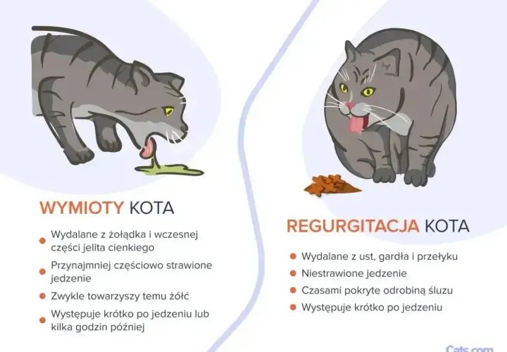 Ilustracja pokazuje dwa koty: jeden wymiotuje, drugi regurgituje. Objawy zatrucia u kota mogą być różne.