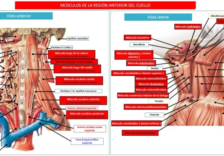 Todo sobre los músculos del cuello: funciones, tipos y salud cervical
