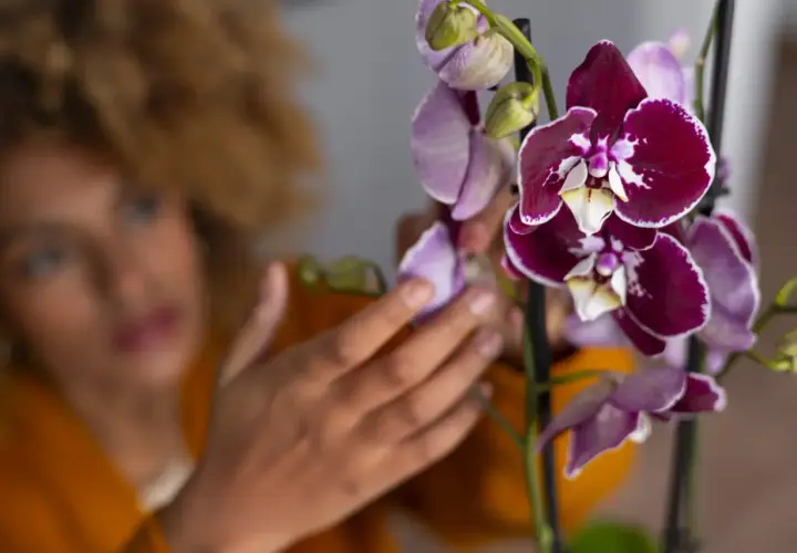 Mujer con cabello rizado revisa una orquídea morada y blanca, aprendiendo como podar una orquídea para su cuidado.