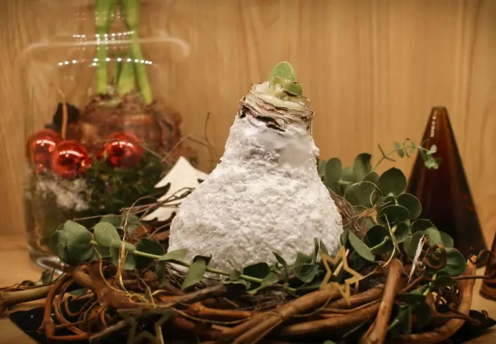 Amaryllis in Wachs: Eine winterliche Deko-Idee. Die Zwiebel ist mit weißem Wachs überzogen und in einem Nest aus Zweigen arrangiert. Pflegeleicht und festlich.